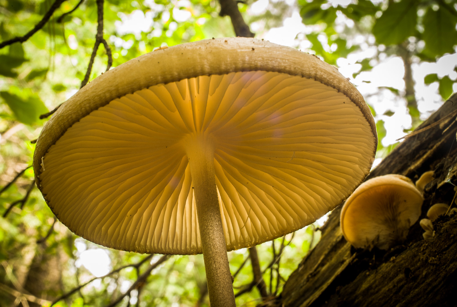 Mushroom from below