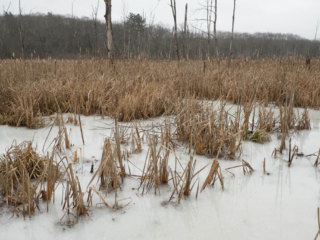 1-11-14-15 Winter ice and reeds at Mary Cummings Park