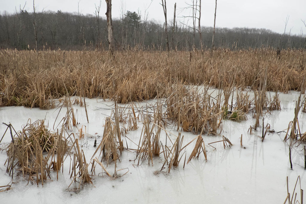 Winter ice and reeds at Mary Cummings Park