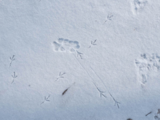 1-16-15-1 Bird and animal prints in the snow at Mary Cummings Park