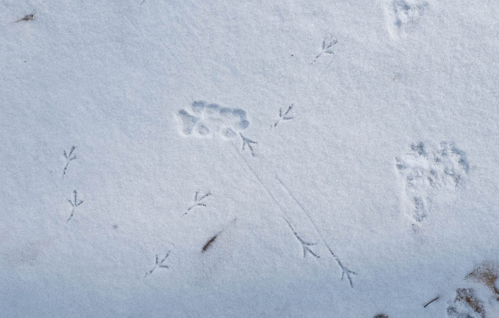 Bird and animal prints in the snow at Mary Cummings Park