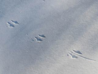 1-4-14-7 Mouse tracks in fresh snow at Mary Cummings Park