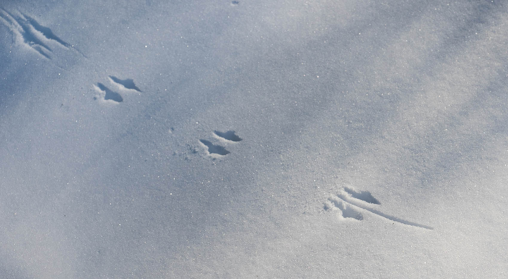 Mouse tracks in fresh snow at Mary Cummings Park