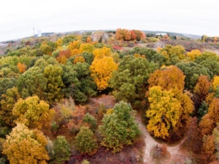 10-13-14-80 Drone view of trees in park in fall.