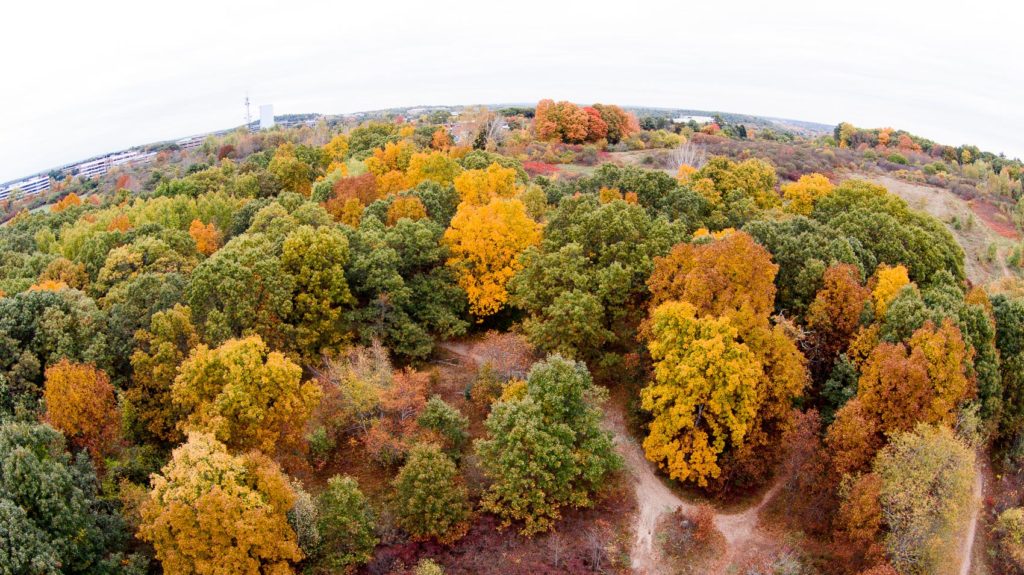 Drone view of trees in park in fall.