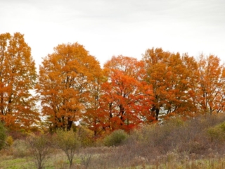 10-24-10-103 Fall maples at Mary Cummings Park
