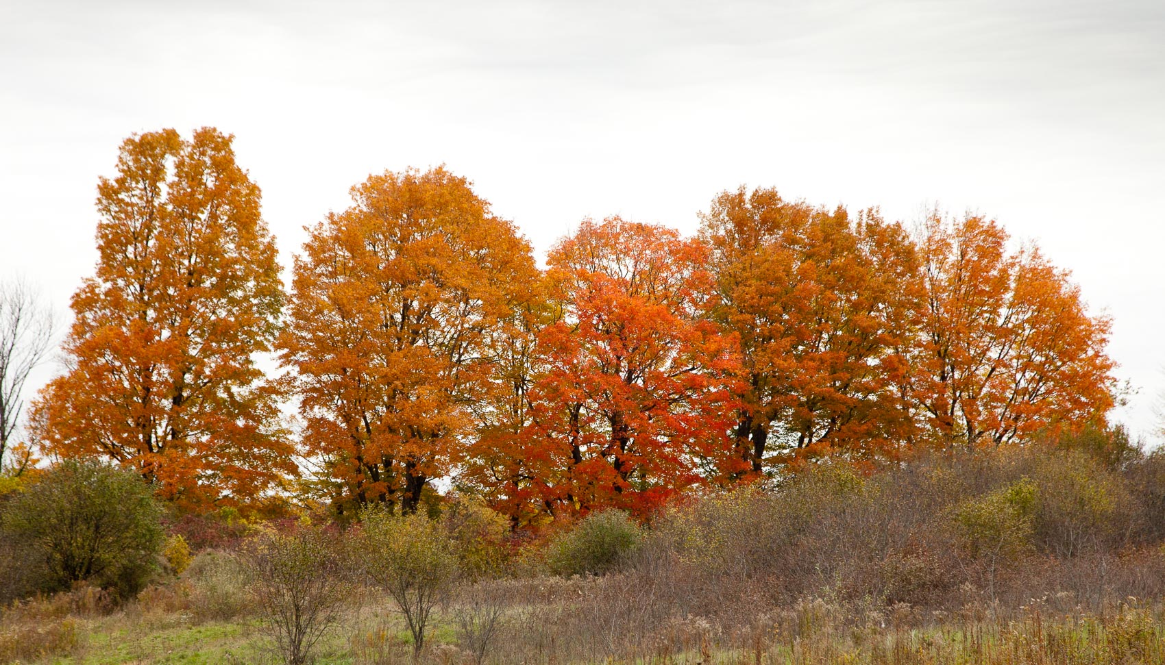 Fall maples at Mary Cummings Park
