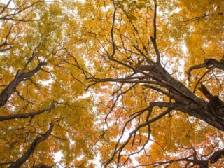 10-24-10-120 Forest canopy from below at Mary Cummings Park