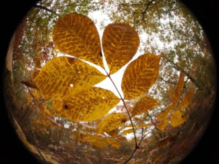 10-24-10-57 Fisheye view of fall plant at Mary Cummings Park