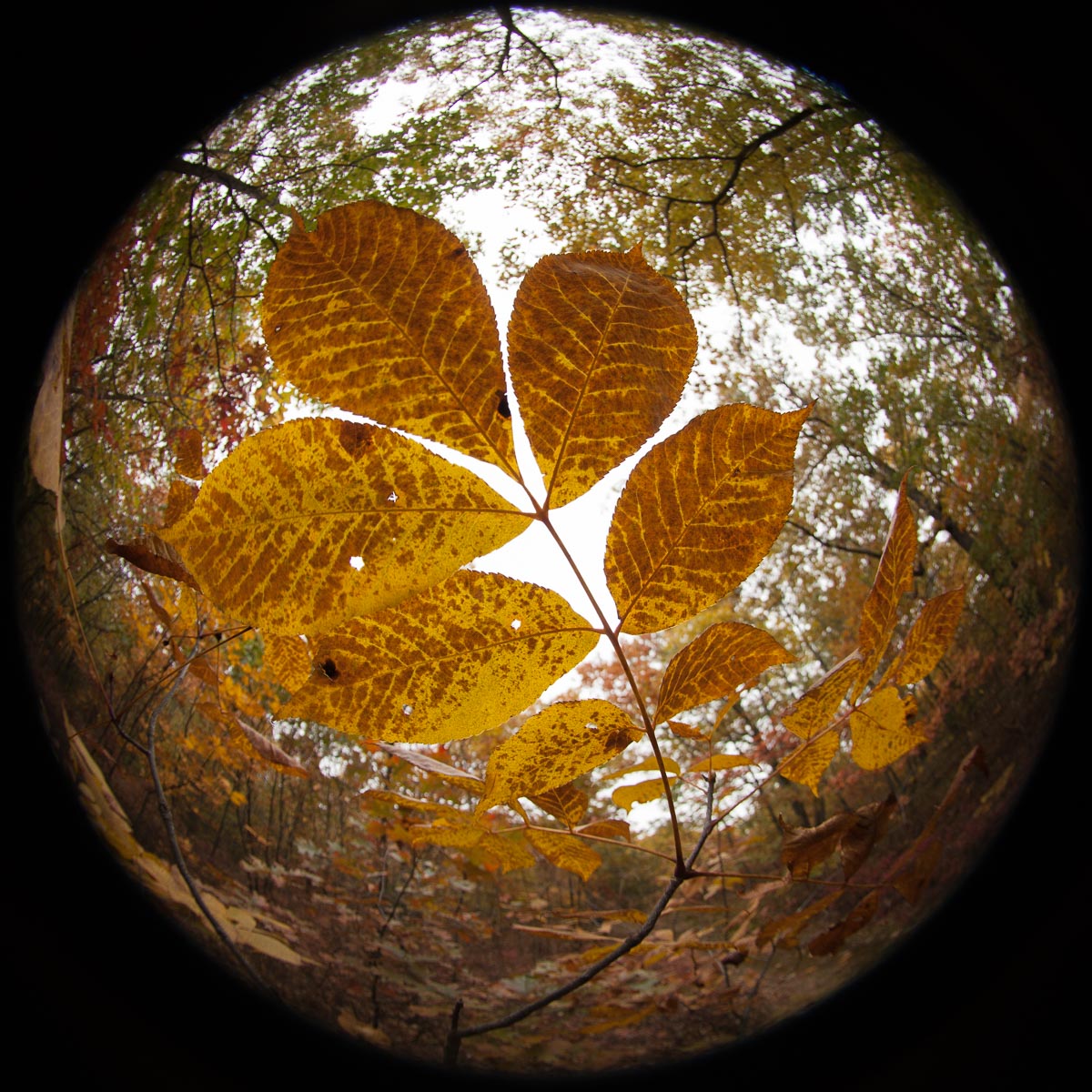Fisheye view of fall plant at Mary Cummings Park