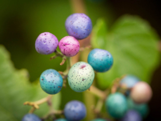 10-5-13-1 colored berries