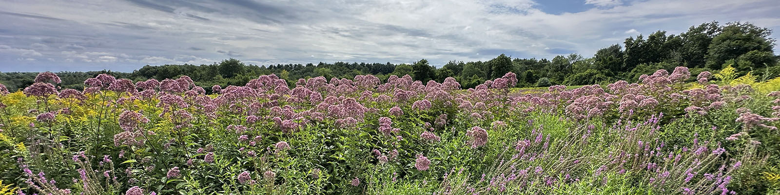 Joe Pye Weed