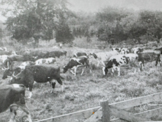 Cows at Cummings Farm