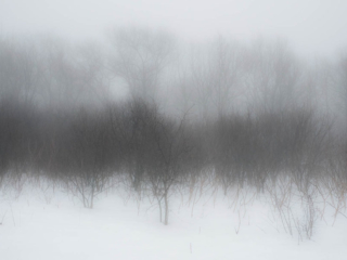 2-21-14-32 Winter fog and woods at Mary Cummings Park.