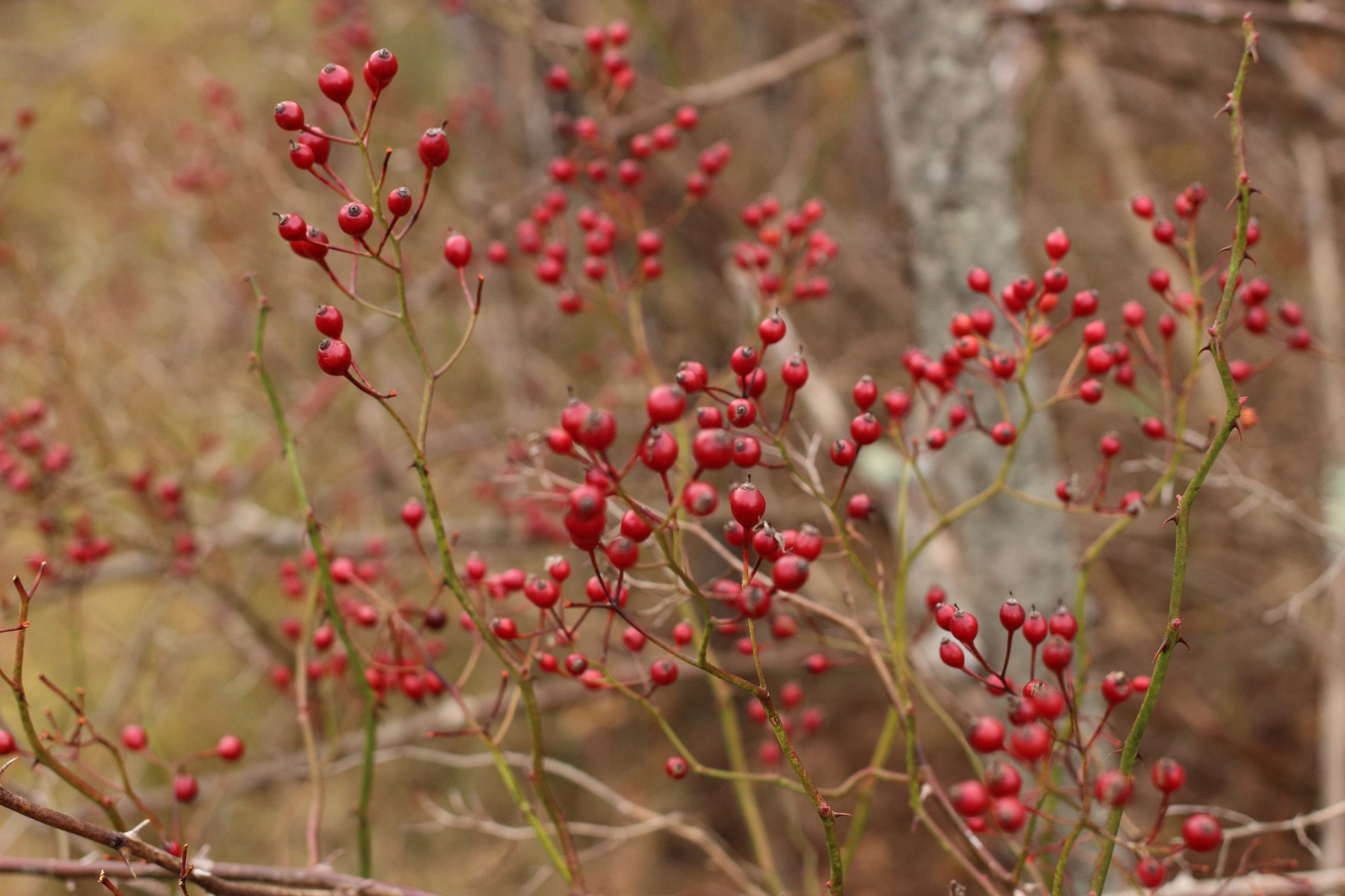 berries