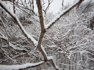 3-2-12-12 Fresh snow at Mary Cummings Park