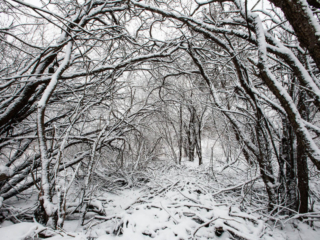 Winter snow creates a tunnel in the woods at Mary Cummings Park Winter snow in a thicket at Mary Cummings Park