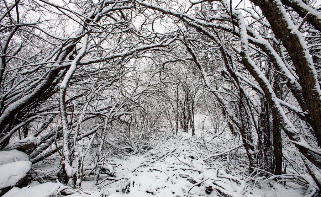 Winter snow in a thicket at Mary Cummings Park