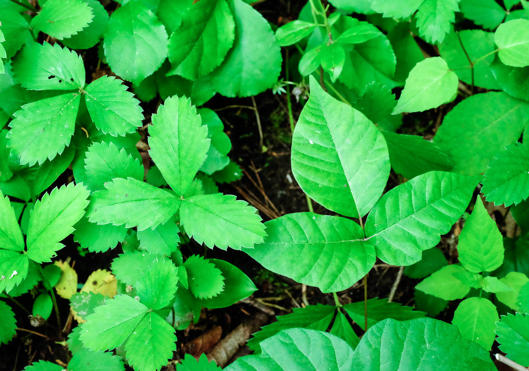wild strawberry contrasted with poison ivy