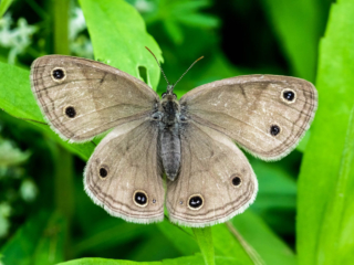 6-14-14-4 Moth resting on weeds