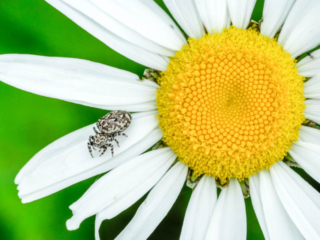 6-14-14-8 spider on daisy