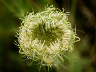 7-23-16-35 Queen Anne's Lace opening up
