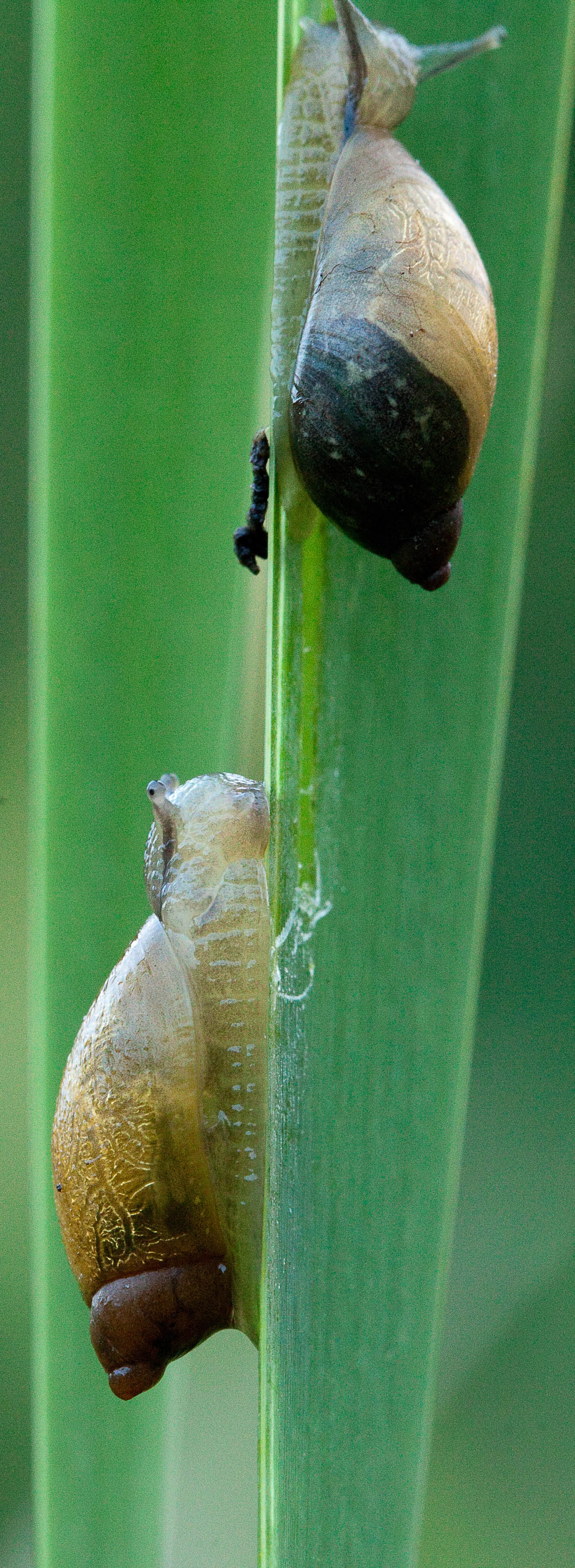 Snails sharing a blade of grass.