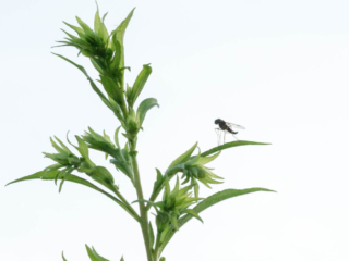 7-6-13-11 A fly resting on a wildflower