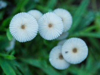 Group of mushrooms at wide aperture, for little depth of field. Mushroom group