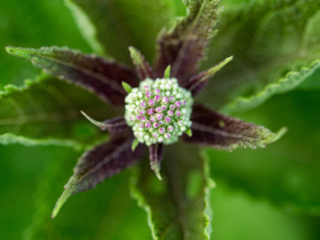 Flower bud, wide open for narrow depth of field. flower bud closeup