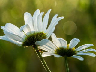 7-6-13-51 water droplets on daisies
