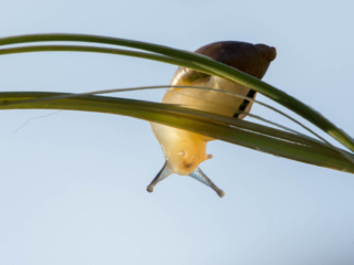 7-6-13-62 snail on grass stem