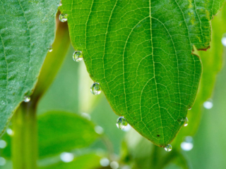 7-6-13-7 water droplets on jewelweed