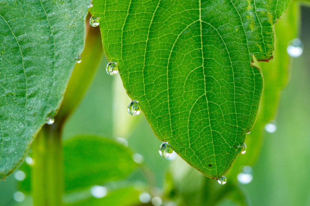 water droplets on jewelweed