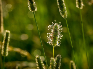 7-6-13-70 grass seeds on the stem