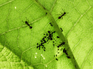 7-6-13-82 ants tending aphids