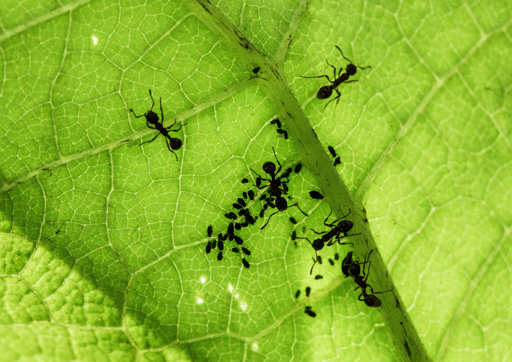ants tending aphids