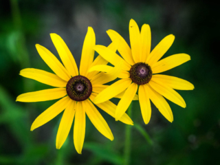 7-6-13-90 two black-eyed susan flowers