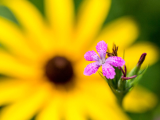 The big yellow black-eyed susan overwhelms the little pink flower. close ups of flowers