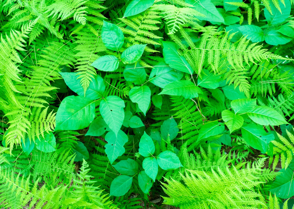 poison ivy with ferns