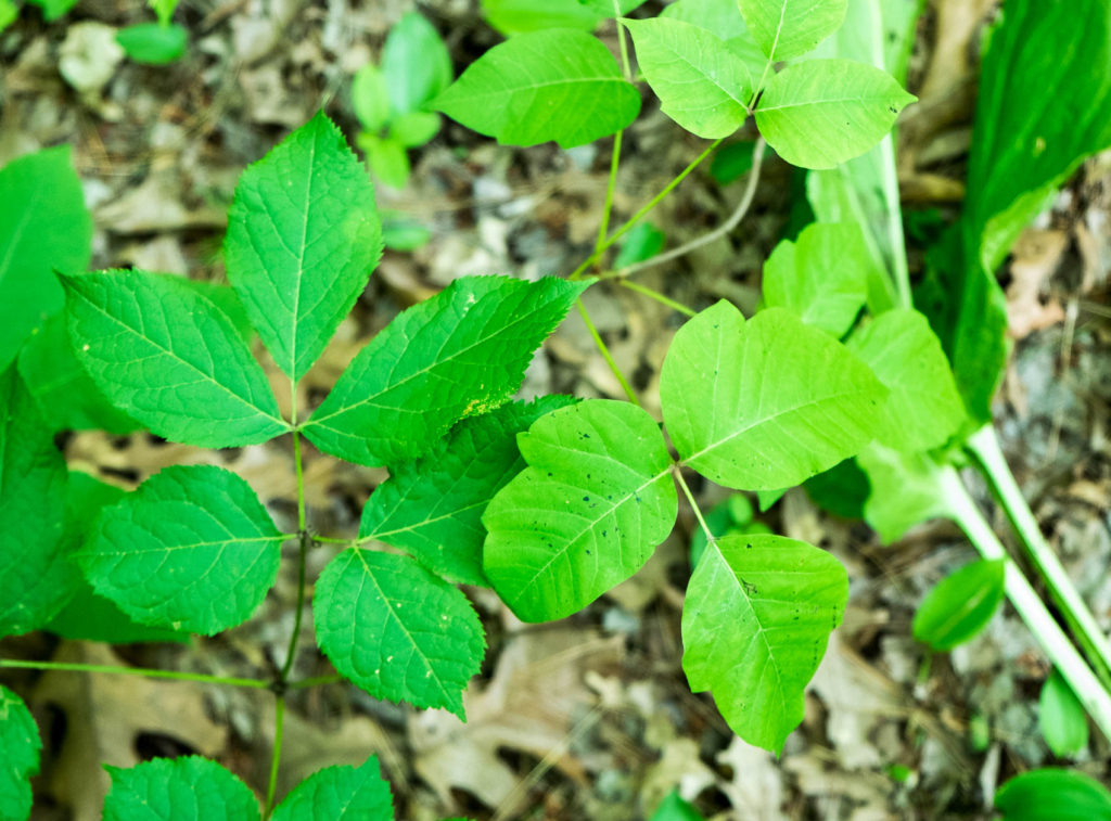 poison ivy on right with non-poison ivy plant on left