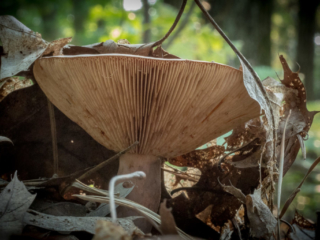 Unidentified mushroom at Mary Cummings Park