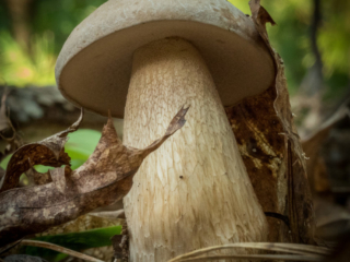 Tall mushroom at Mary Cummings Park