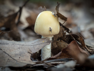 Shiny white mushroom at Mary Cummings Park