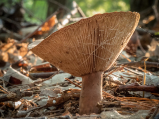 Conical mushroom at Mary Cummings Park