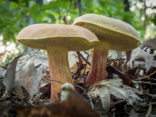 Two mushrooms at Mary Cummings Park