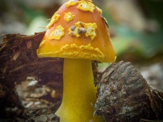 Yellow mushroom at Mary Cummings Park