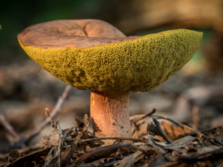 Funky mushroom at Mary Cummings Park