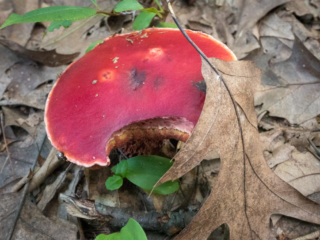 Red mushroom at Mary Cummings Park