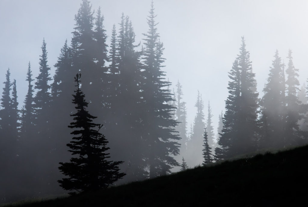Trees in mist create layers of gray.